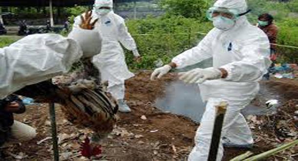 Waspada,. Virus Flu Burung Mewabah di Cimahi