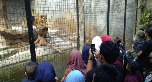 Libur Lebaran,Bandung Zoo Target Ribuan Pengunjung