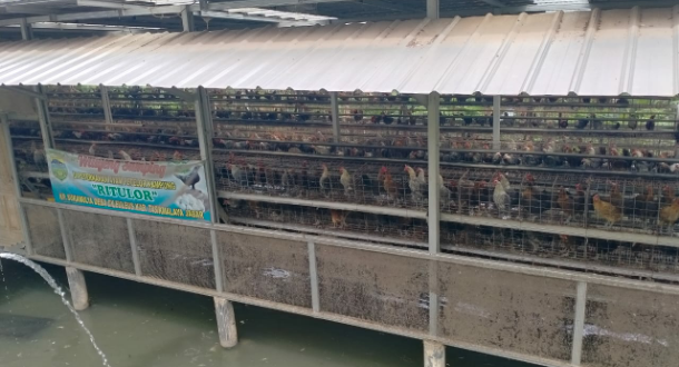Gemar Ternak Hewan, Zulkarnain Sukses Kembangkan Perternakan Ayam Telur Kampung