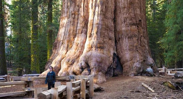 Sequoia, Pohon Terbesar dan Tertua di Dunia