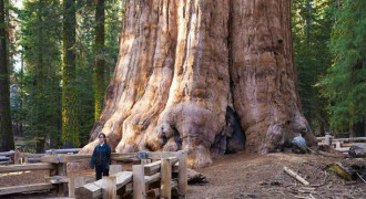 Sequoia, Pohon Terbesar dan Tertua di Dunia