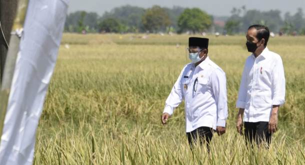 Komitmen Jaga Ketahanan Pangan, Presiden Jokowi Tegaskan Hingga Juni Tidak Ada Impor Beras