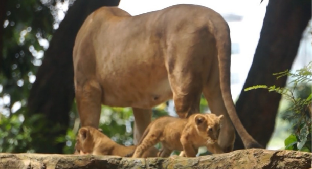 Seekor Singa di Kebun Binatang Bandung Melahirkan 2 Bayi