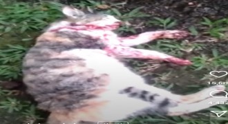 Sadis! Brigjen TNI Inisial NA Tembak Kucing Hingga Tewas