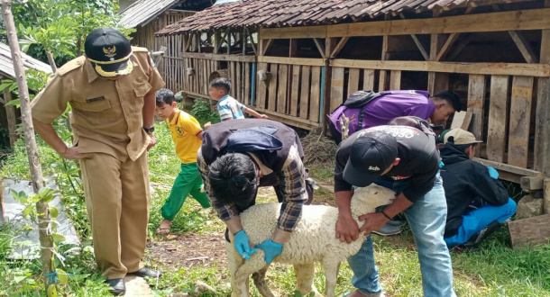 6 Domba di Bandung Barat  Mati Karena Terpapar Virus PMK