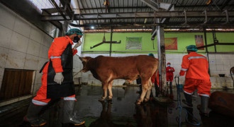 DKPP Kota Bandung Telah Vaksin 1.369 Hewan Kurban