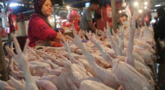 Harga Ayam Meroket, Pemprov Siapkan Operasi Pasar