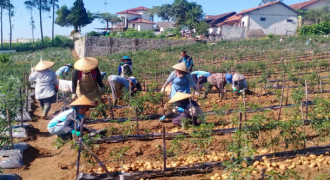 Sayur Sehat Muhammadiyah Harapan Baru Para Petani