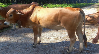 Sapi Kurban Masuk Parit Berhasil Dievakuasi