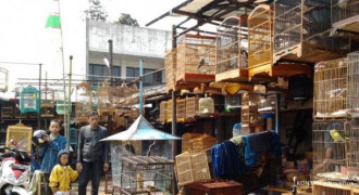 Pasar Burung Sukahaji, Surga Para Kicaumania