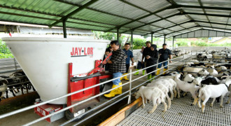 Jabar Tingkatkan Pembibitan Domba Garut