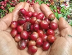 Ini Perbedaan Kopi Robusta dan Arabika