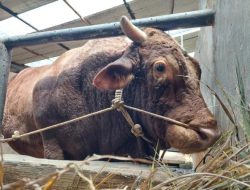 Prabowo Siapkan 2 Sapi Limosin dari Bandung Barat untuk Kurban