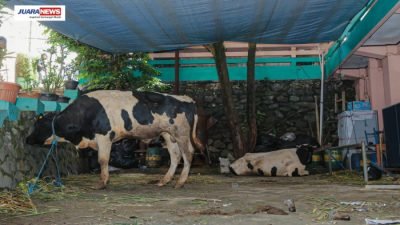 Wakil Wali Kota Bandung, Erwin memantau langsung penyembelihan hewan kurban yang berlokasi di Kecamatan Coblong. Kota Bandung.