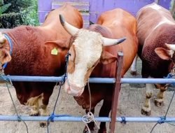 Prabowo Kurban 3 Ekor Sapi Simental dari Peternak Bandung