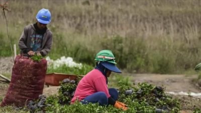 Eiger Tanam 1,8 Juta Pohon untuk Pulihkan Lahan Kritis di Puncak Bogor