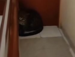 Macan Tutul Masuk Hotel di Bandung, Petugas Butuh 3 Jam Lakukan Evakuasi