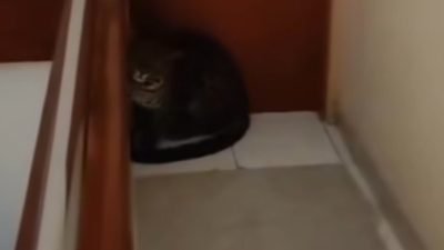 Macan Tutul Masuk Hotel di Bandung, Petugas Butuh 3 Jam Lakukan Evakuasi