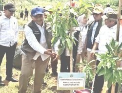 Hari Menanam Pohon Indonesia 2025: Menhut Tekankan Kolaborasi untuk Pemulihan Lahan Kritis