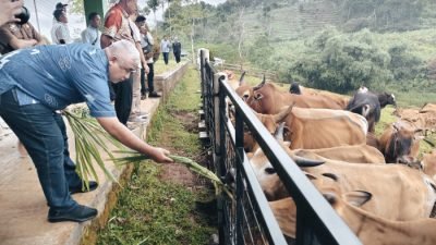 Dorong Ketahanan Pangan, Saeful Bachri Tinjau Pengembangan Sapi Pasundan di Ciamis