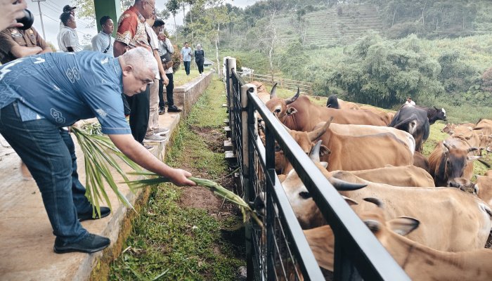 Anggota Komisi II DPRD Provinsi Jawa Barat, Saeful Bachri, melakukan kunjungan kerja ke pusat pembiakan sapi lokal di Kabupaten Ciamis.