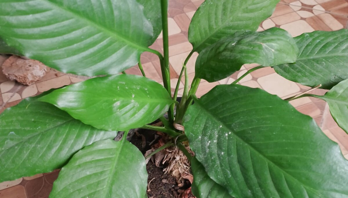 Mengenal Lebih Dekat Peace Lily