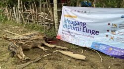 Meugang di Bumi Linge, ITB dan Rumah Amal Hadirkan Kebahagiaan Lewat Pemotongan Kerbau di Desa Jamat