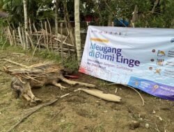 Meugang di Bumi Linge, ITB dan Rumah Amal Hadirkan Kebahagiaan Lewat Pemotongan Kerbau di Desa Jamat