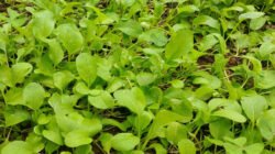 Sawi hijau, atau yang akrab dikenal Brassica rapa ini menyimpan segudang manfaat "superfood" yang luar biasa bagi tubuh.