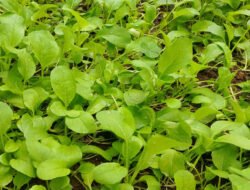 Sawi Hijau: Sayuran Murah, Khasiatnya Mewah untuk Kesehatan