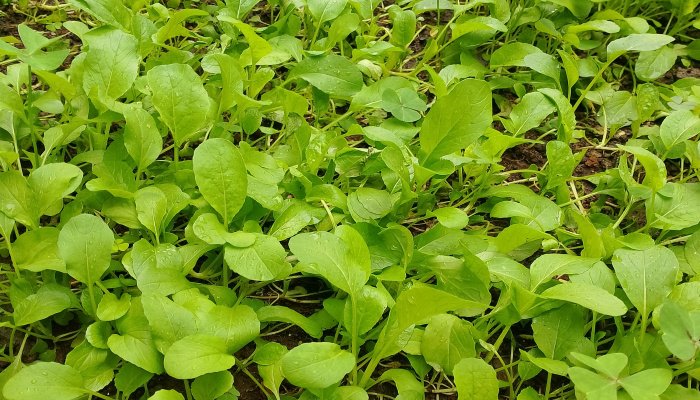 Sawi hijau, atau yang akrab dikenal Brassica rapa ini menyimpan segudang manfaat "superfood" yang luar biasa bagi tubuh.