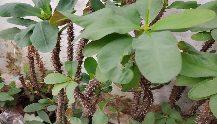 Di balik batangnya yang penuh duri tajam dan kokoh, tanaman Euphorbia milii atau Mahkota Duri memancarkan pesona yang tak lekang oleh waktu.