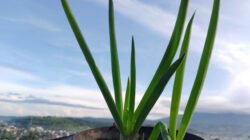 Dalam dunia kuliner, daun bawang sering kali menjadi pahlawan di balik layar. Kehadirannya memberikan aroma khas yang membangkitkan selera.