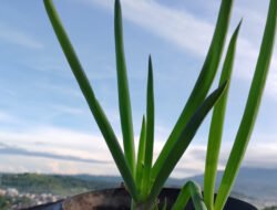Daun Bawang: Si Hijau Aromatik yang Kaya Manfaat