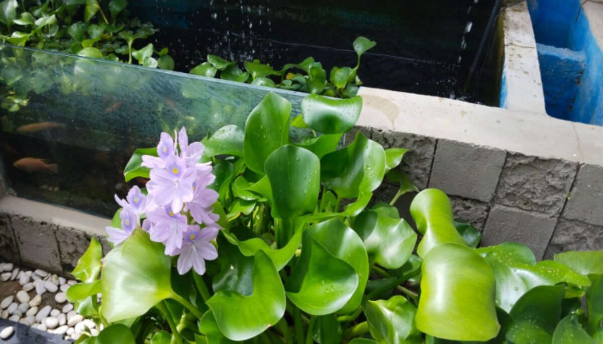 Eceng gondok kerap dipandang sebelah mata. Hamparannya yang menutupi permukaan sungai dan waduk acap kali dicap sebagai gulma pengganggu.