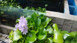 Eceng gondok kerap dipandang sebelah mata. Hamparannya yang menutupi permukaan sungai dan waduk acap kali dicap sebagai gulma pengganggu.