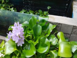 Menguak Keindahan Eceng Gondok yang Terlupakan