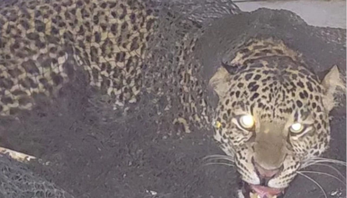 Macan tutul berukuran besar yang meneror warga Kampung Maruyung, Desa Maruyung, Kecamatan Pacet, Kabupaten Bandung, Kamis (5/2/2026).