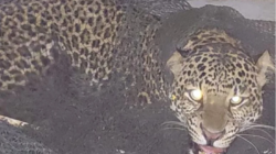 Macan Tutul Teror Kampung Maruyung Pacet, 3 Warga Alami Luka Gigitan