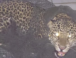 Macan Tutul Teror Kampung Maruyung Pacet, 3 Warga Alami Luka Gigitan