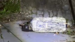 Warga Jalan Sersan Bajuri, Kecamatan Parongpong, KBB digegerkan dengan penemuan mayat seorang pelajar di Kampung Gajah.