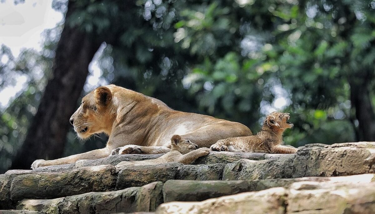 Pemkot Pastikan tak Buka Operasional Kebun Binatang Bandung Saat Libur Lebaran