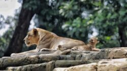 Pemkot Pastikan tak Buka Operasional Kebun Binatang Bandung Saat Libur Lebaran