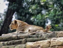 Pemkot Pastikan tak Buka Operasional Kebun Binatang Bandung Saat Libur Lebaran