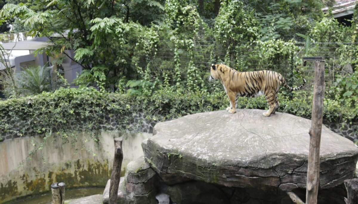 Pemkot Evaluasi Tata Kelola Kebun Binatang Bandung Pasca Dua Bayi Harimau Mati