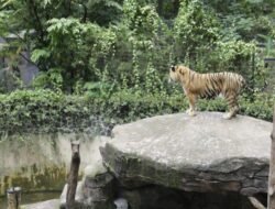 Pemkot Evaluasi Tata Kelola Kebun Binatang Bandung Pasca Dua Bayi Harimau Mati
