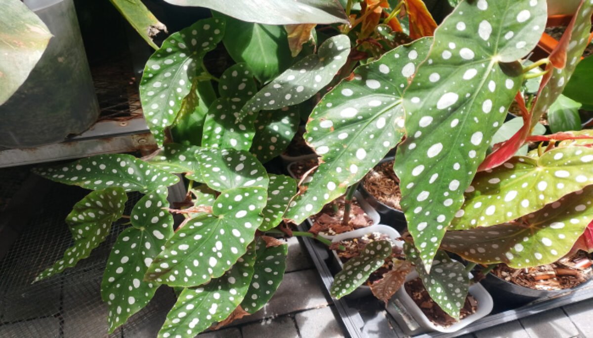 Mengenal Begonia Maculata, Si Polkadot Cantik Penghias Ruangan