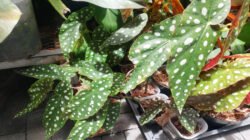 Tren tanaman hias kembali menggeliat, salah satunya tanaman yang mencuri perhatian yaitu Begonia maculata.