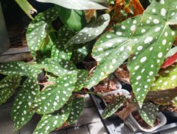 Mengenal Begonia Maculata, Si Polkadot Cantik Penghias Ruangan