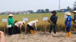 Meski Surplus Beras, Petani Kabupaten Bandung Masih Hadapi Kendala Panen